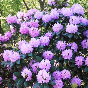 Rhododendron fastigiatum 'Blue Steel' (Pot Size 3L) - image 1