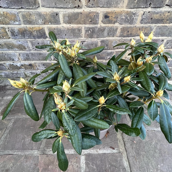 Rhododendron 'Hoppy' (Pot Size 3ltr)  Rhododendron - image 2