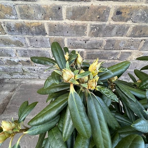 Rhododendron 'Hoppy' (Pot Size 3ltr)  Rhododendron - image 3