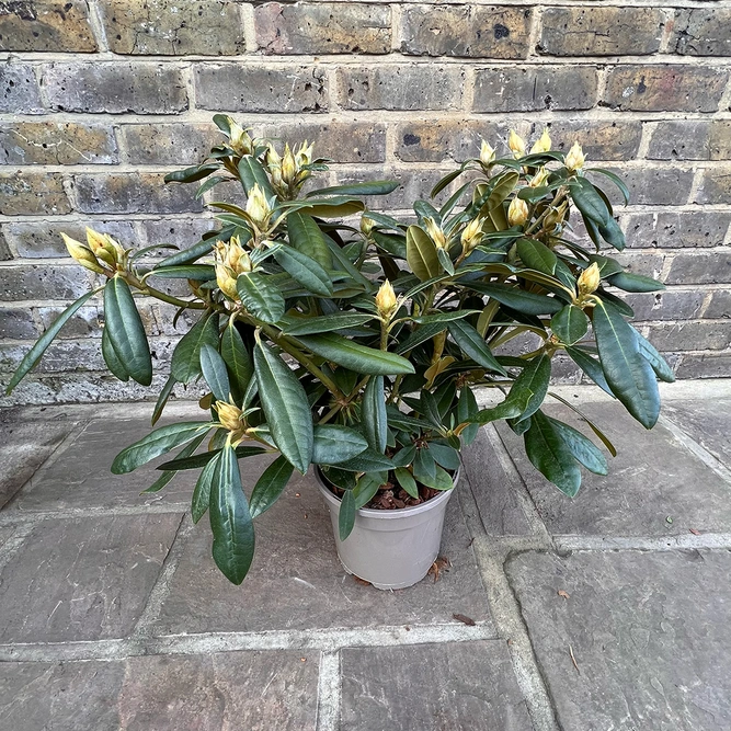 Rhododendron 'Hoppy' (Pot Size 3ltr)  Rhododendron - image 4