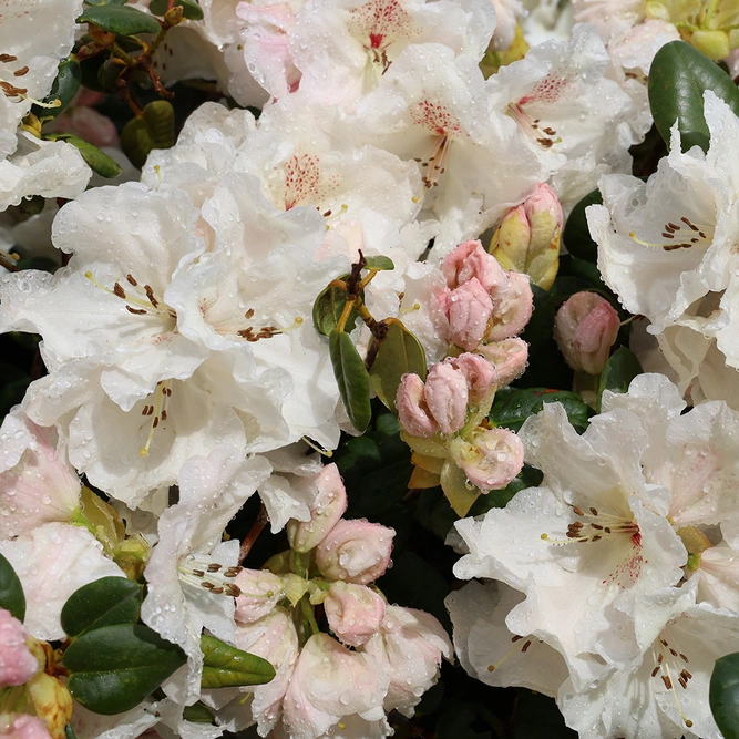 Rhododendron 'Hoppy' (Pot Size 3ltr)  Rhododendron - image 1