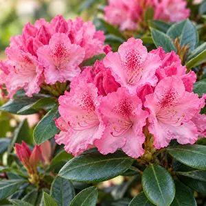 Rhododendron hybrid Pink - Pink hybrid rhododendron