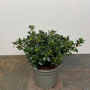 Rhododendron 'Kermesina' (Pot Size 3L) - Azalea - image 2