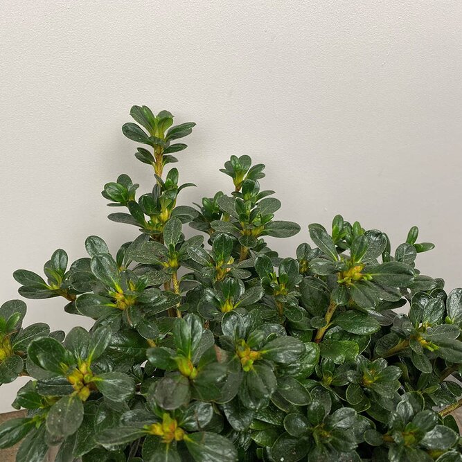 Rhododendron 'Kermesina' (Pot Size 3L) - Azalea - image 3