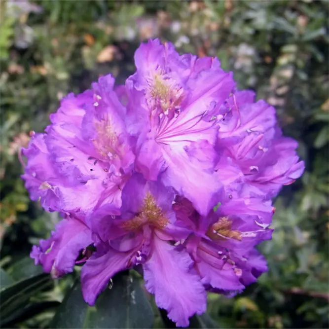 Rhododendron 'Libretto' (Pot Size 7.5L) - image 1