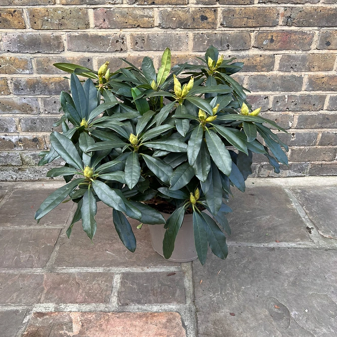 Rhododendron 'Madame Masson' (Pot Size 7.5ltr)  Rhododendron - image 3