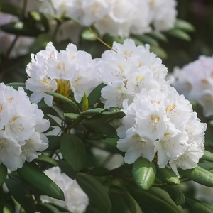 Rhododendron 'Madame Masson' (Pot Size 7.5ltr)  Rhododendron - image 1