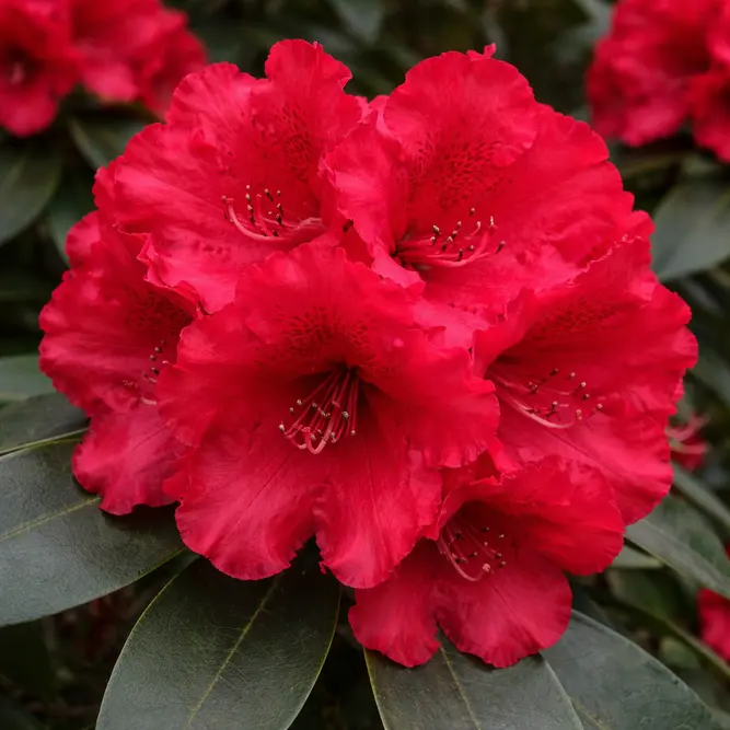 Rhododendron 'Markeeta's Prize' (Pot Size 7.5L)