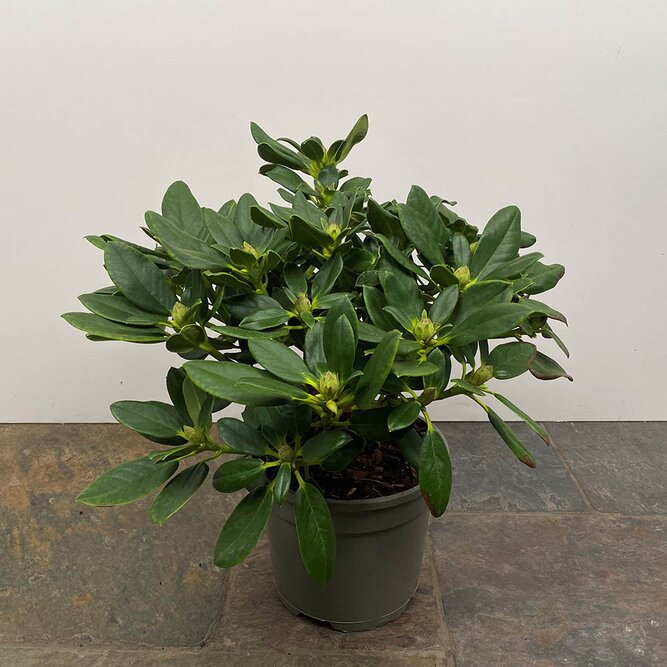 Rhododendron 'Nancy Evans' (Pot Size 3L) - image 1