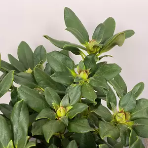 Rhododendron 'Nancy Evans' (Pot Size 3L) - image 2