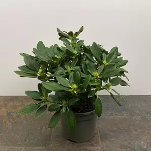 Rhododendron 'Nancy Evans' (Pot Size 3L) - image 3