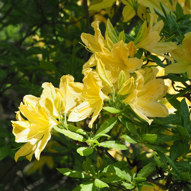 Rhododendron 'Nancy Evans' (Pot Size 3L) - image 1