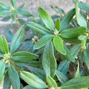 Rhododendron 'Night Sky' (Pot Size 3L) - image 2