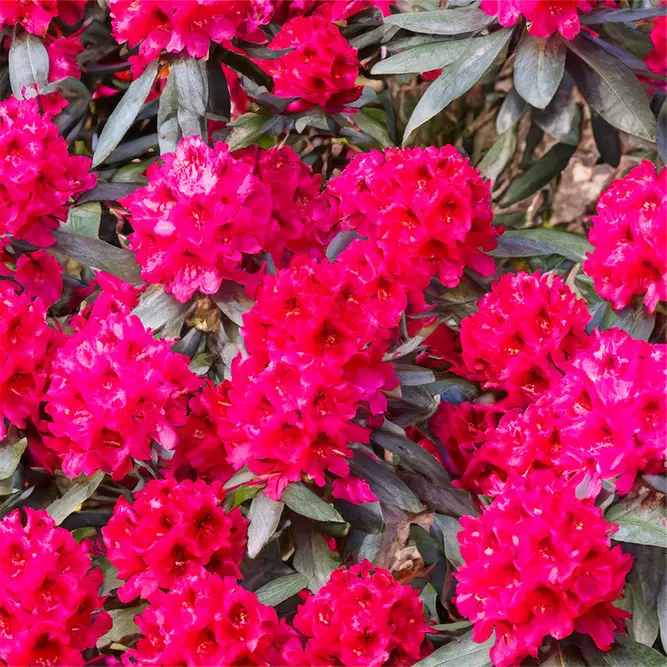 Rhododendron 'Nova Zembla' (Pot Size 7.5L) - image 1