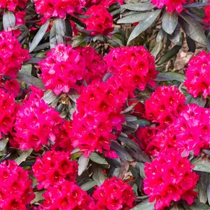 Rhododendron 'Nova Zembla' (Pot Size 7.5L) - image 1