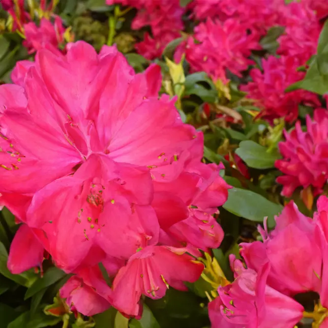 Rhododendron 'Nova Zembla' (Pot Size 7.5L) - image 2