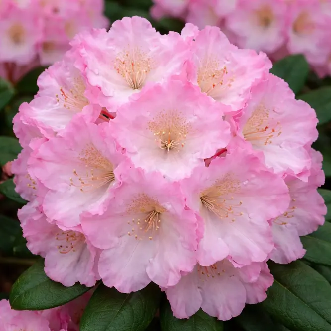 Rhododendron 'Polaris' (Pot Size 3L)