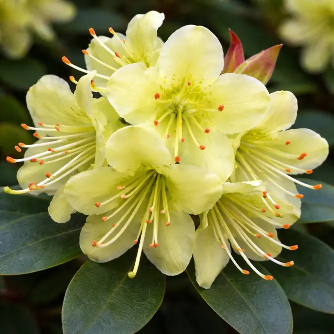Rhododendron 'Princess Anne' (Pot Size 3L)