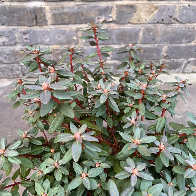 Rhododendron 'Purple Gem' (Pot Size 3ltr) Dwarf Rhododendron - image 2