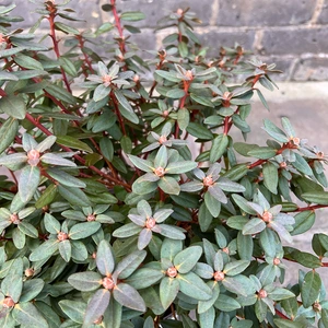 Rhododendron 'Purple Gem' (Pot Size 3ltr) Dwarf Rhododendron - image 3