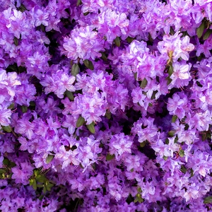 Rhododendron 'Purple Gem' (Pot Size 3ltr) Dwarf Rhododendron - image 1