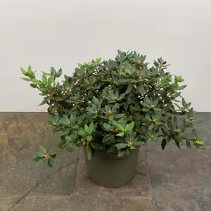 Rhododendron 'Ramapo' (Pot Size 3L) - image 3