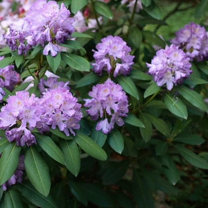 Rhododendron 'Ramapo' (Pot Size 3L) - image 1