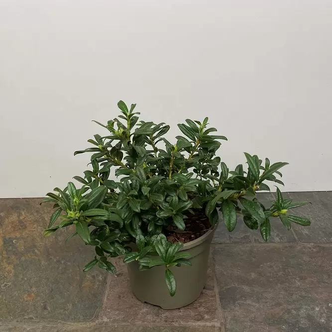 Rhododendron 'Razorbill' (Pot Size 3L) - image 3