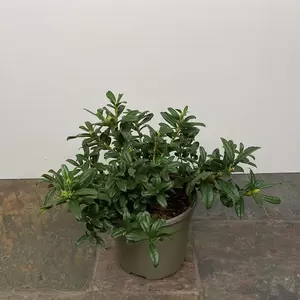 Rhododendron 'Razorbill' (Pot Size 3L) - image 3