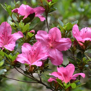 Rhododendron 'Razorbill' (Pot Size 3L) - image 1