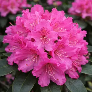 Rhododendron 'Rocket' (Pot Size 7.5L)