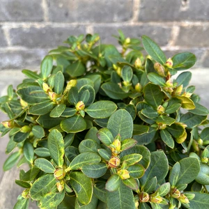 Rhododendron 'Shamrock' (Pot Size 3ltr) Dwarf Rhododendron - image 2