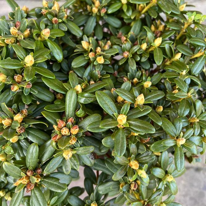 Rhododendron 'Snipe' (Pot Size 3ltr) Dwarf Rhododendron - image 2