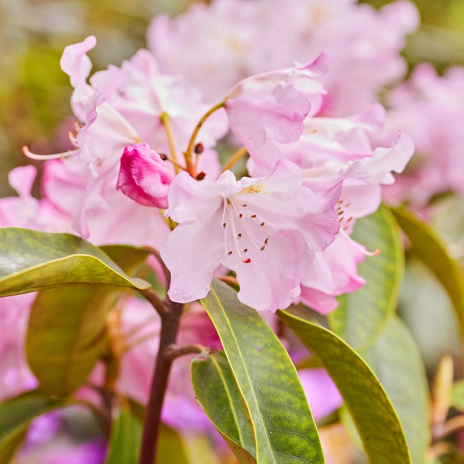 Rhododendron 'Snipe' (Pot Size 3ltr) Dwarf Rhododendron - image 1