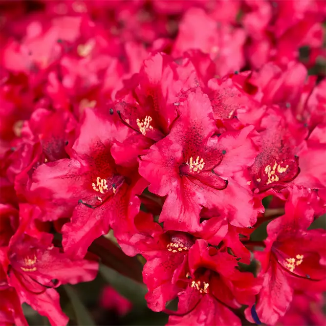 Rhododendron 'Taragona' (Pot Size 7.5L)