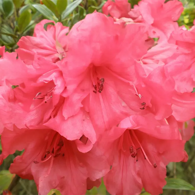 Rhododendron 'Titian Beauty' (Pot Size 3L)