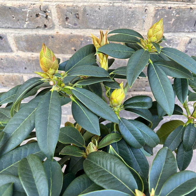 Rhododendron 'Van' (Pot Size 7.5ltr) Rhododendron - image 2