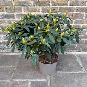 Rhododendron 'Van' (Pot Size 7.5ltr) Rhododendron - image 4