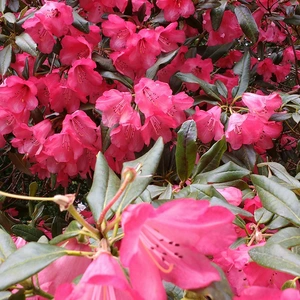 Rhododendron 'Van' (Pot Size 7.5ltr) Rhododendron - image 1