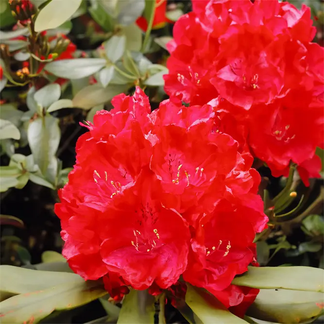 Rhododendron 'Wilgen's Ruby' (Pot Size 7.5L) - image 1