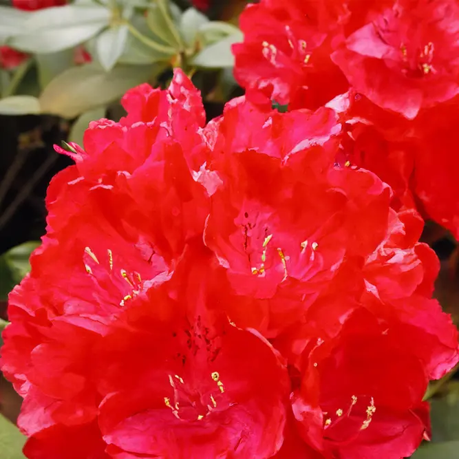Rhododendron 'Wilgen's Ruby' (Pot Size 7.5L) - image 2