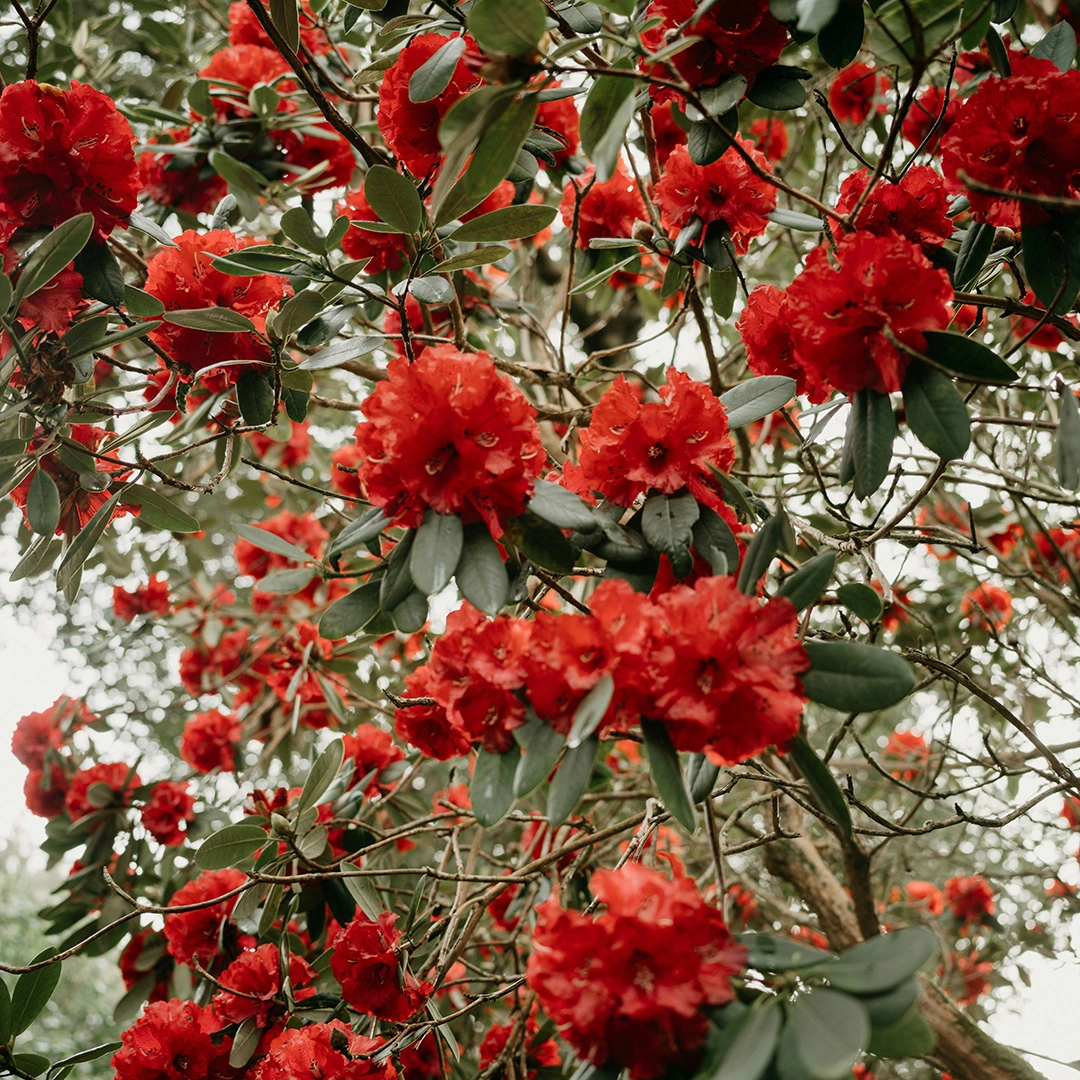 Rhododendron yakushimanum 'Dopey' (Pot Size 3L) - The Boma Garden Centre