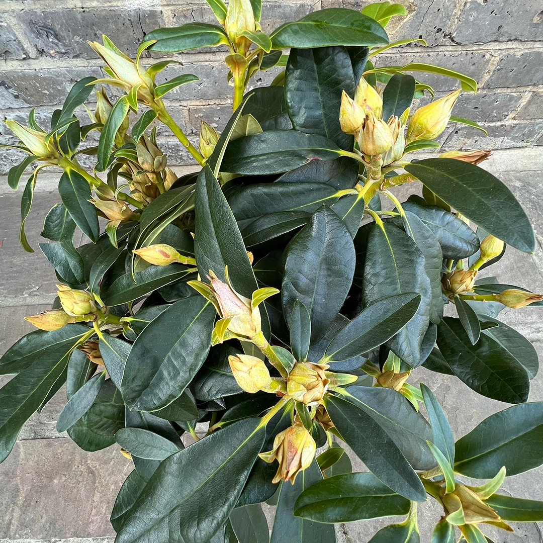 Rhododendron yakushimanum 'Percy Wiseman' (Pot Size 3ltr ) from Boma Garden Centre