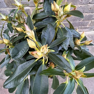 Rhododendron yakushimanum 'Percy Wiseman' (Pot Size 3ltr ) - image 2