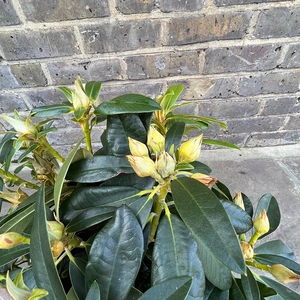 Rhododendron yakushimanum 'Percy Wiseman' (Pot Size 3ltr ) - image 3