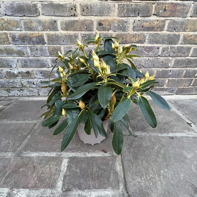 Rhododendron yakushimanum 'Percy Wiseman' (Pot Size 3ltr ) - image 4