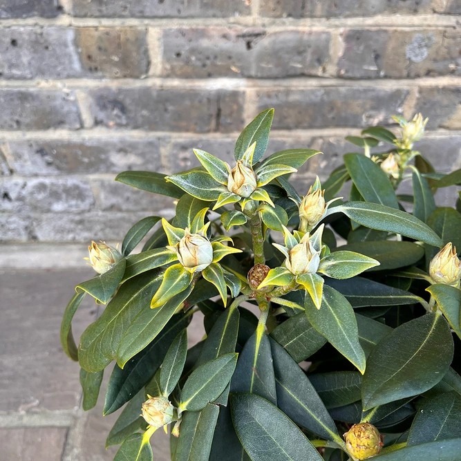 Rhododendron yakushimanum 'Sneezy' (Pot Size 3ltr) Rhododendron - image 2