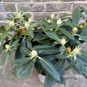 Rhododendron yakushimanum 'Sneezy' (Pot Size 3ltr) Rhododendron - image 3