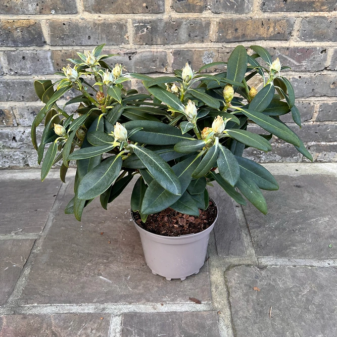 Rhododendron yakushimanum 'Sneezy' (Pot Size 3ltr) Rhododendron - image 4