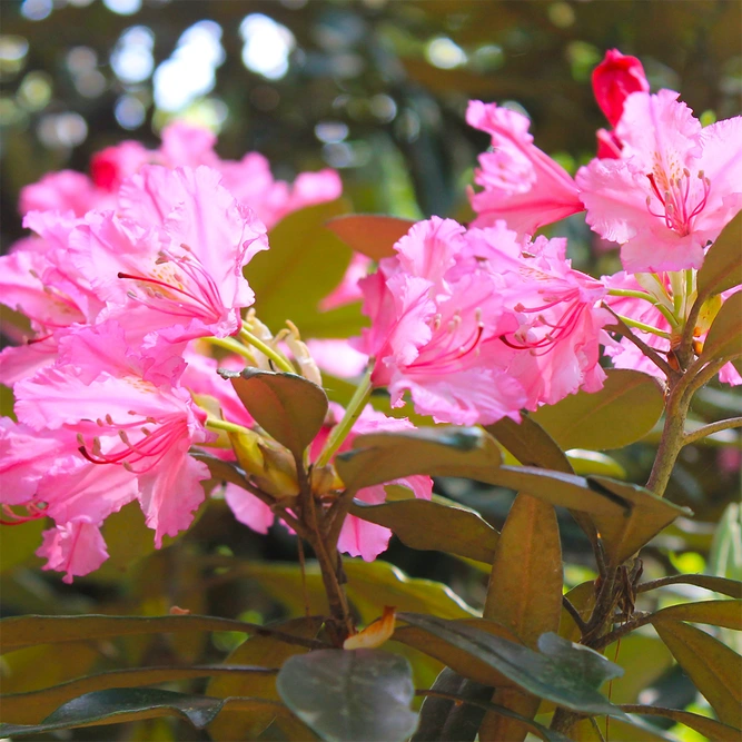 Rhododendron yakushimanum 'Sneezy' (Pot Size 3ltr) Rhododendron - image 1